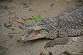 Zoo Schmiding 022